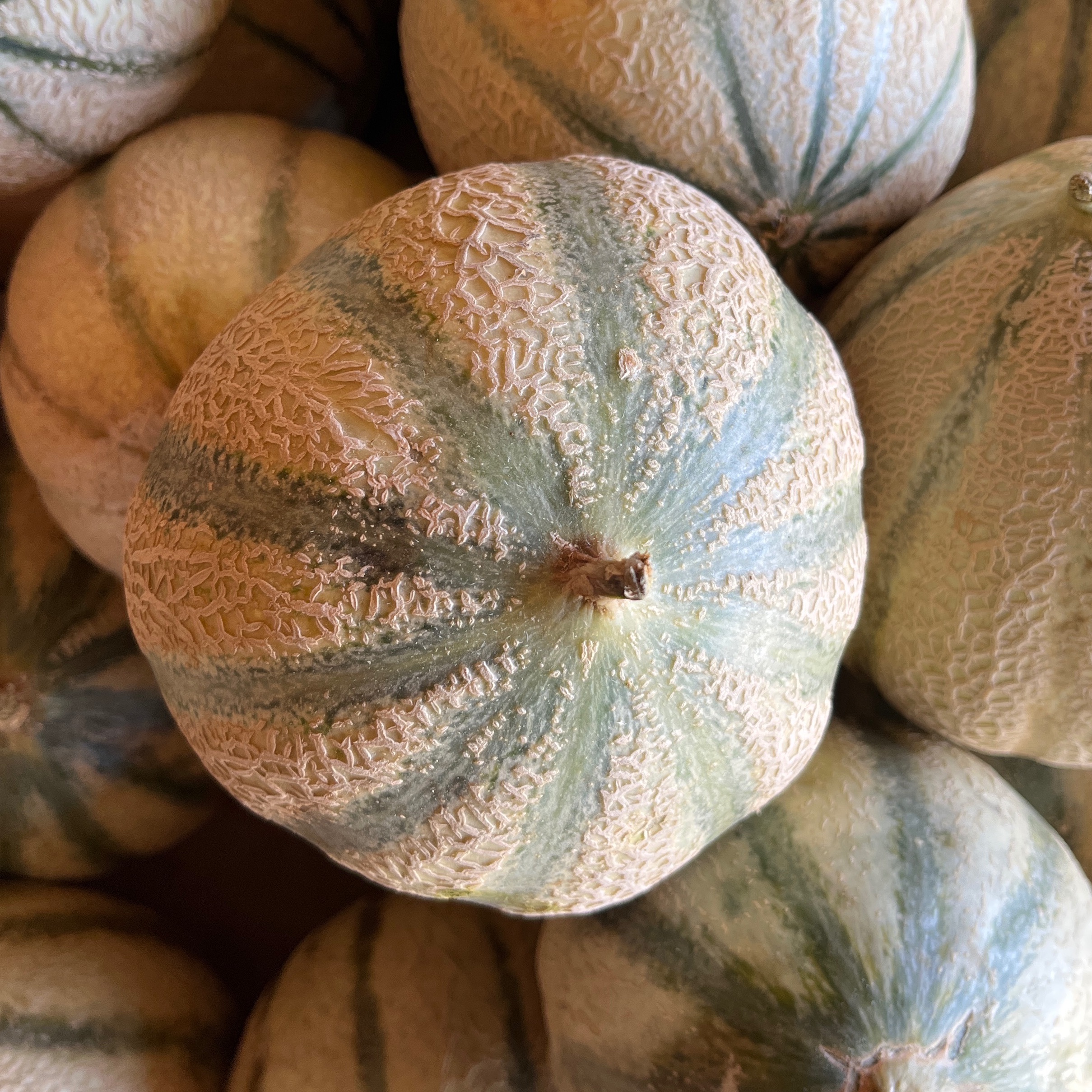 MELON DE NOTRE PRODUCTION - PETIT