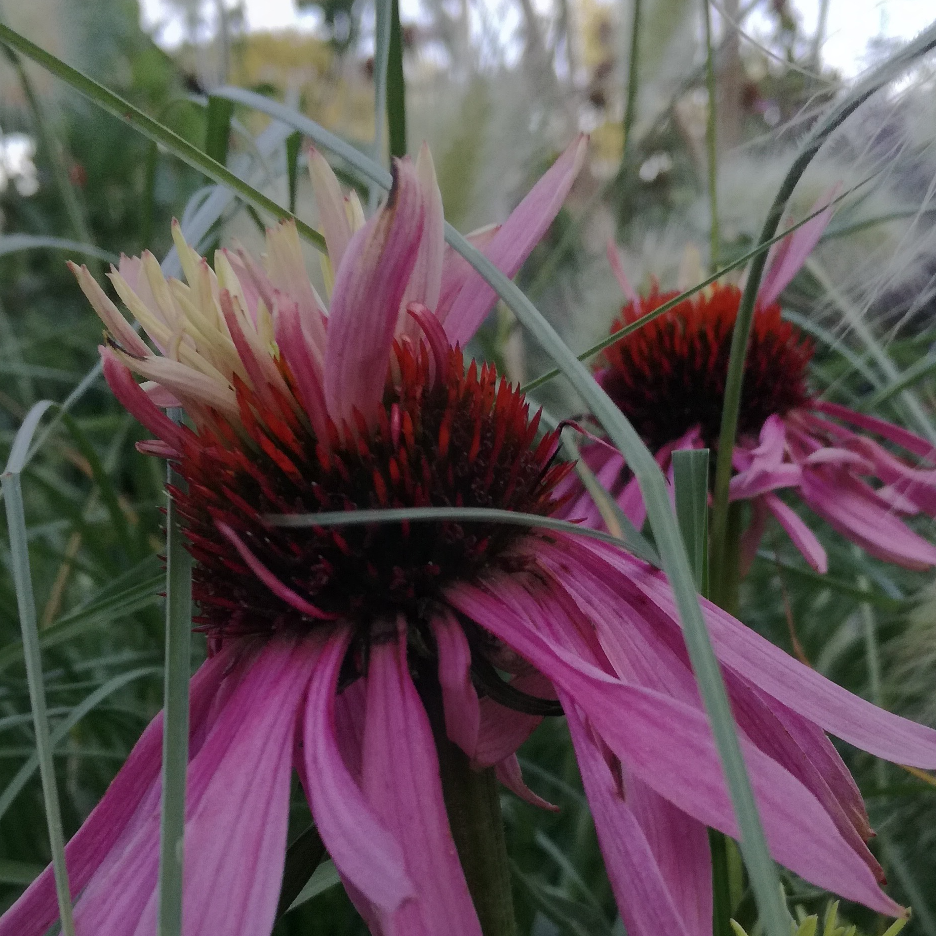 Echinacea pupurea ‘Double Decker’