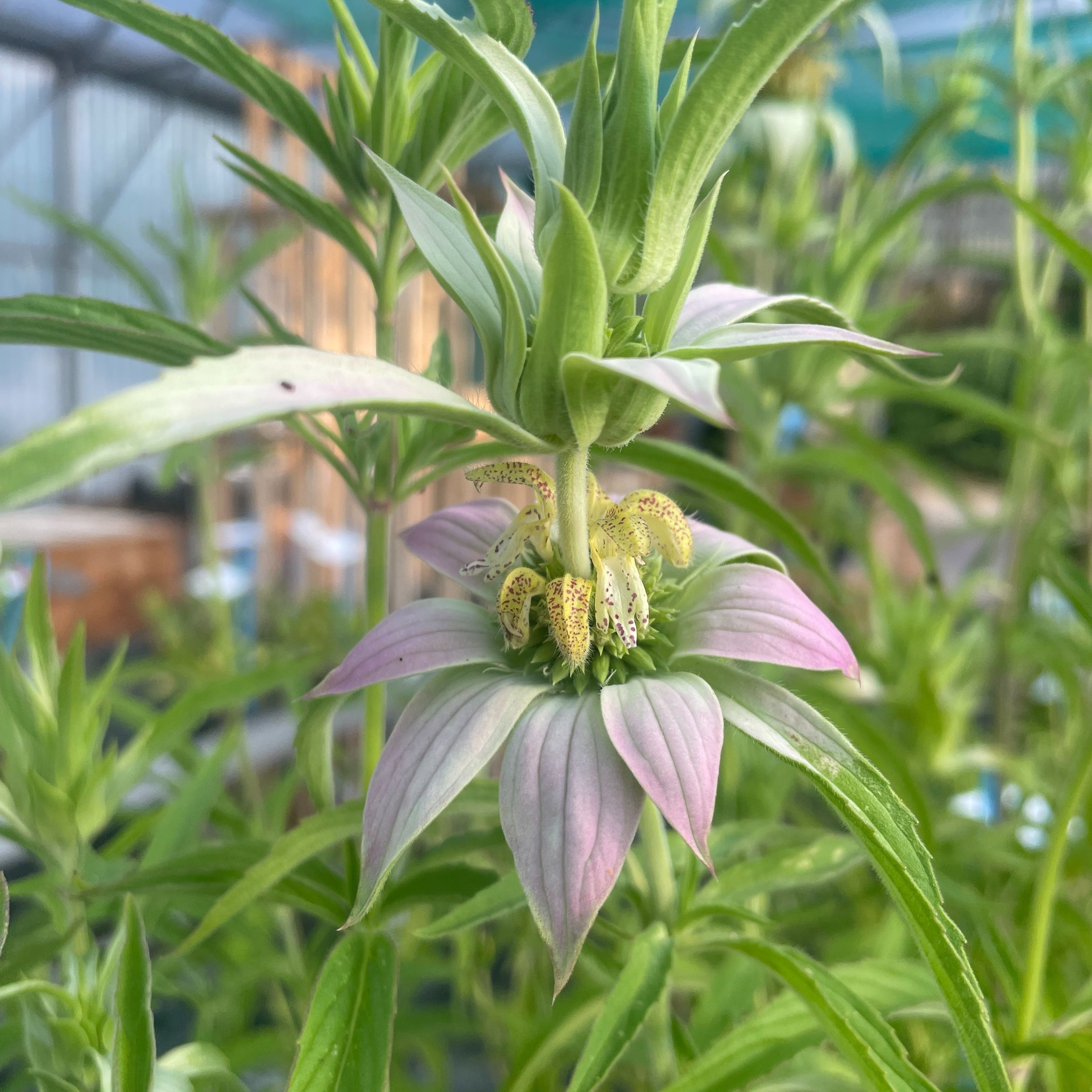 Monarda punctata