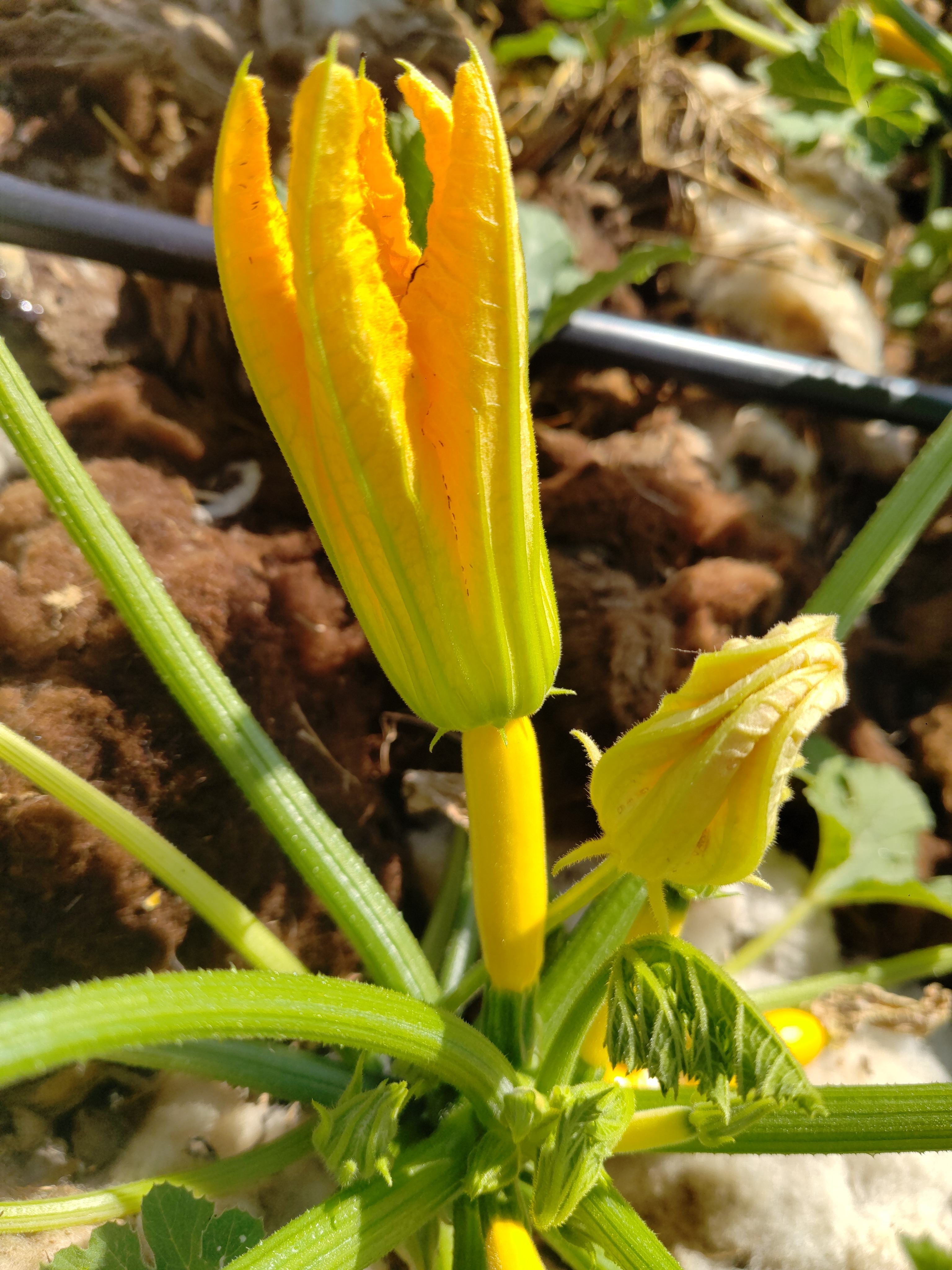 Fleurs de courgette avec courgette / unité