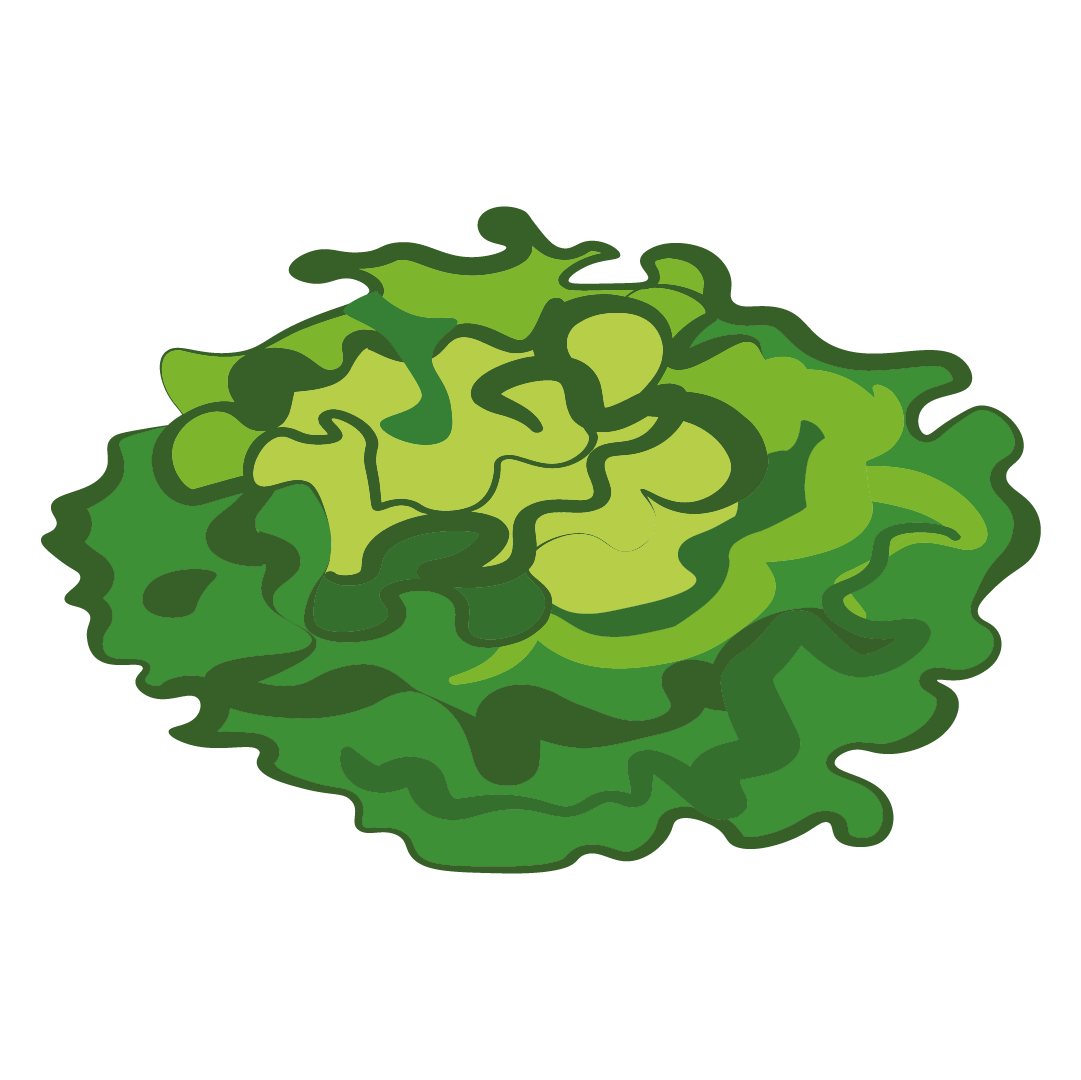 Salade Feuille de Chêne Blonde