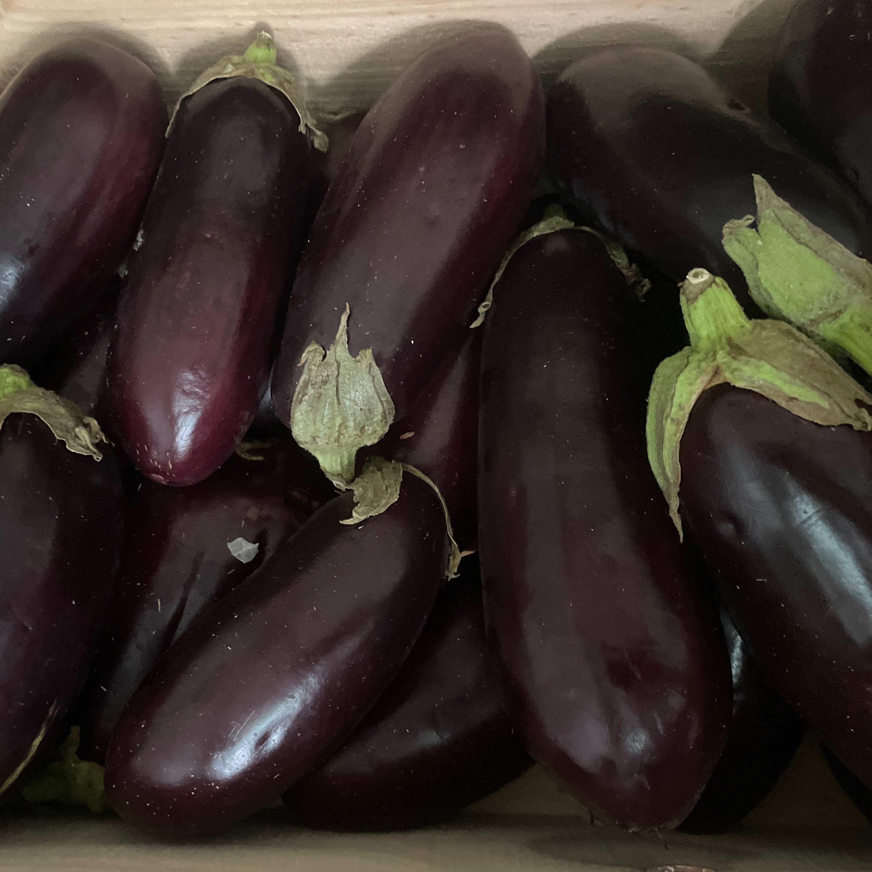 Aubergine