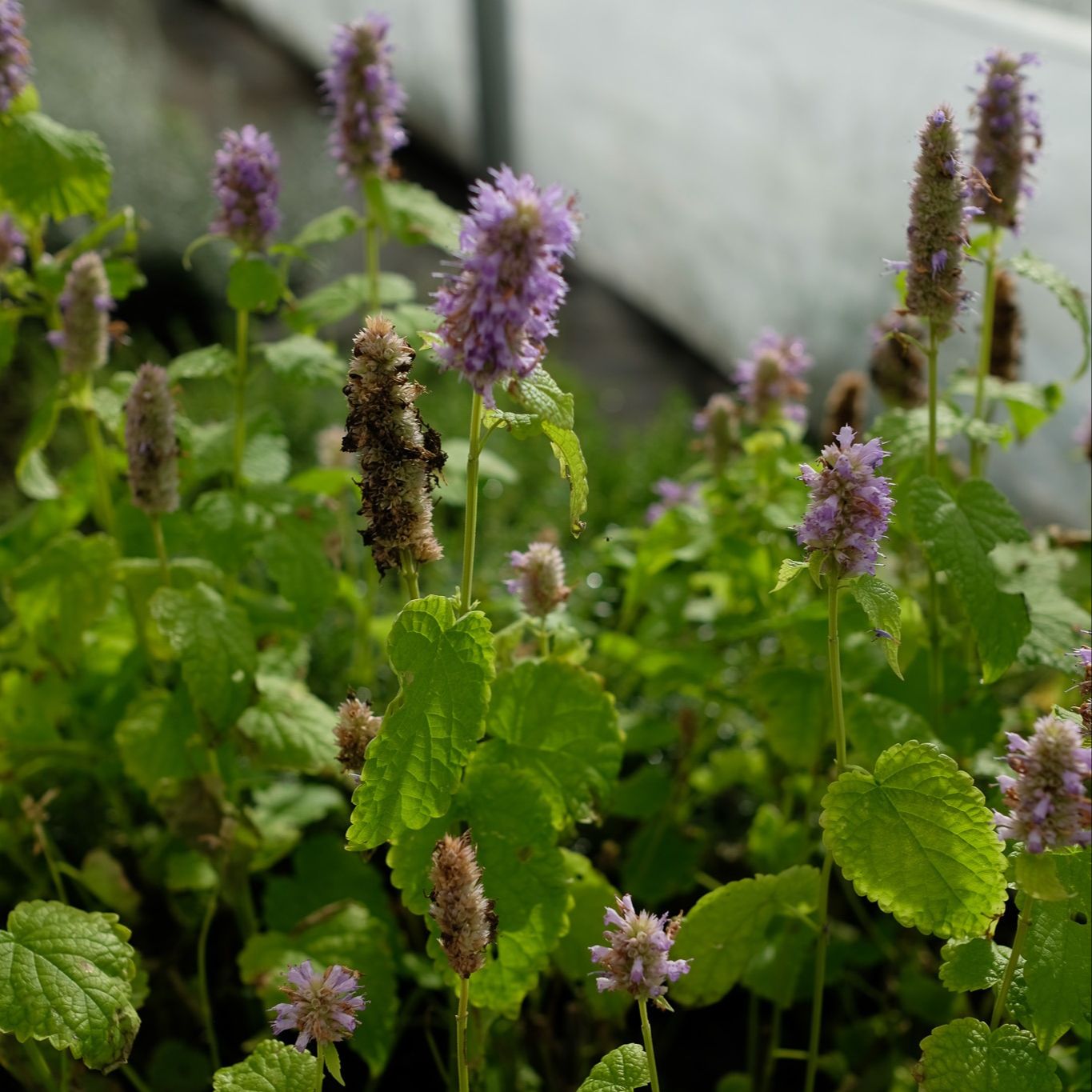 Agastache dorée
