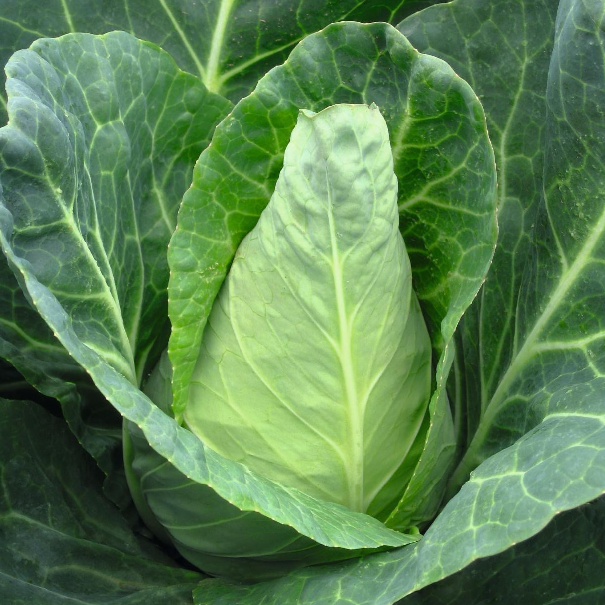 Chou pointu calibre petit moyen