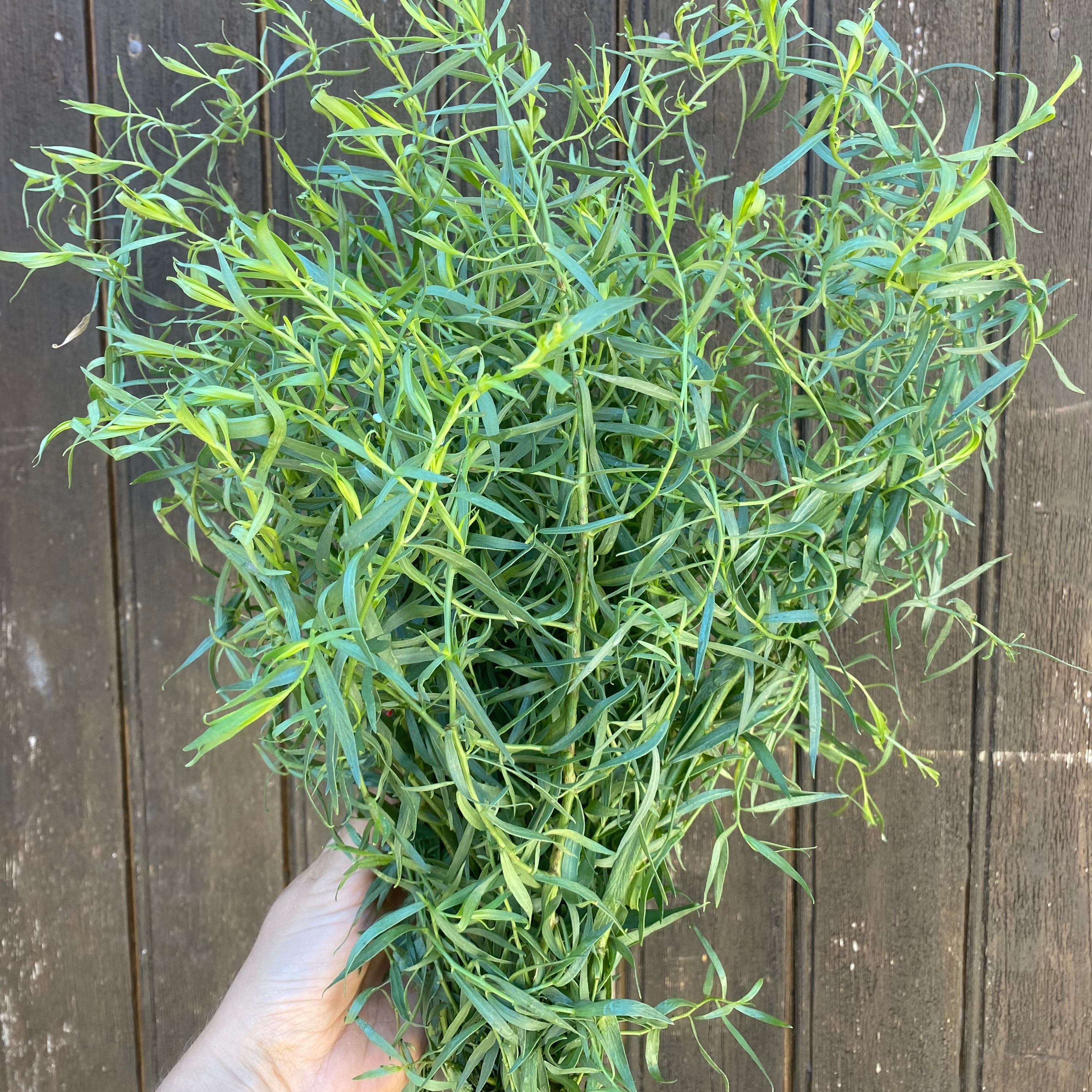 Bouquet d'estragon - 50g