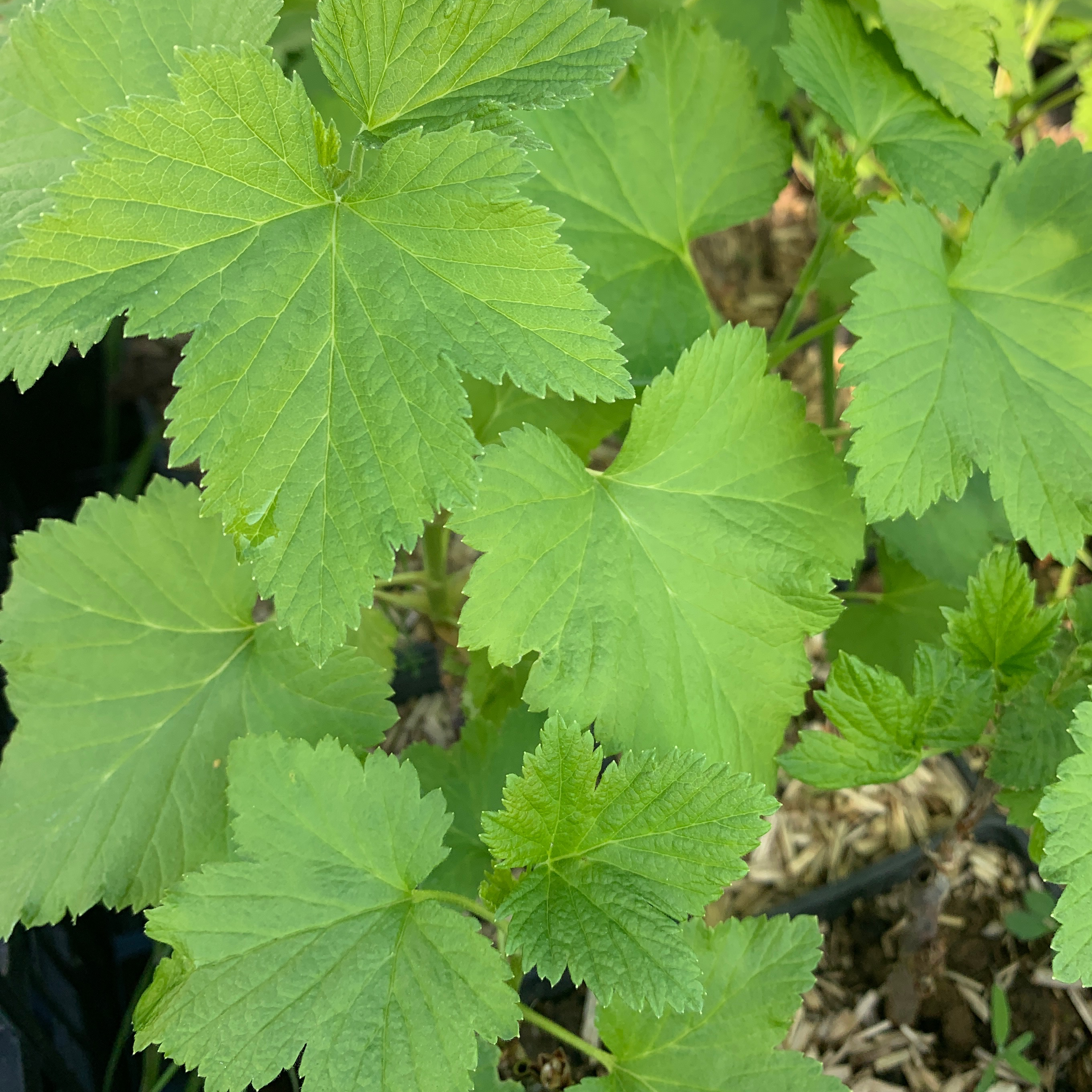 Cassissier 'Géant de Boskoop' - gdt 9