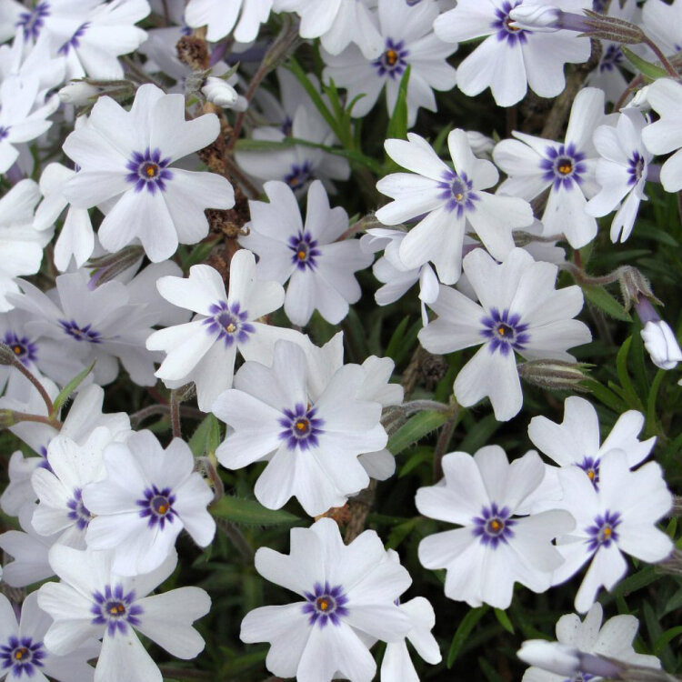 Phlox mousse blanc coeur bleu