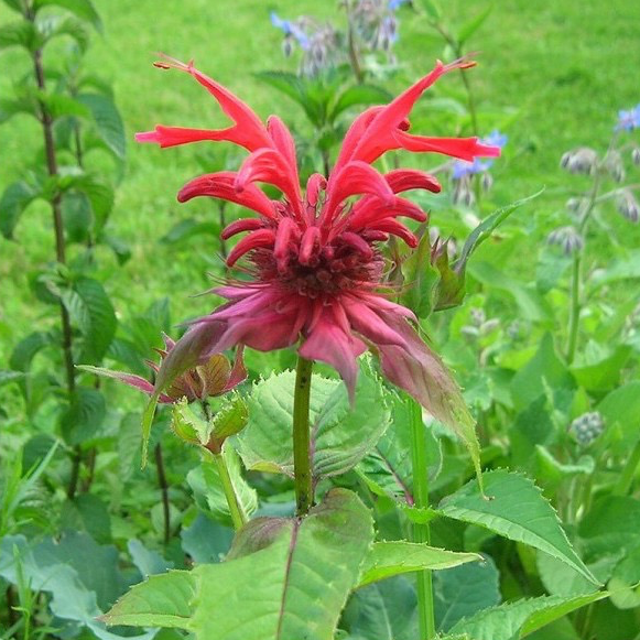 Plant Monarde Bio - 650g