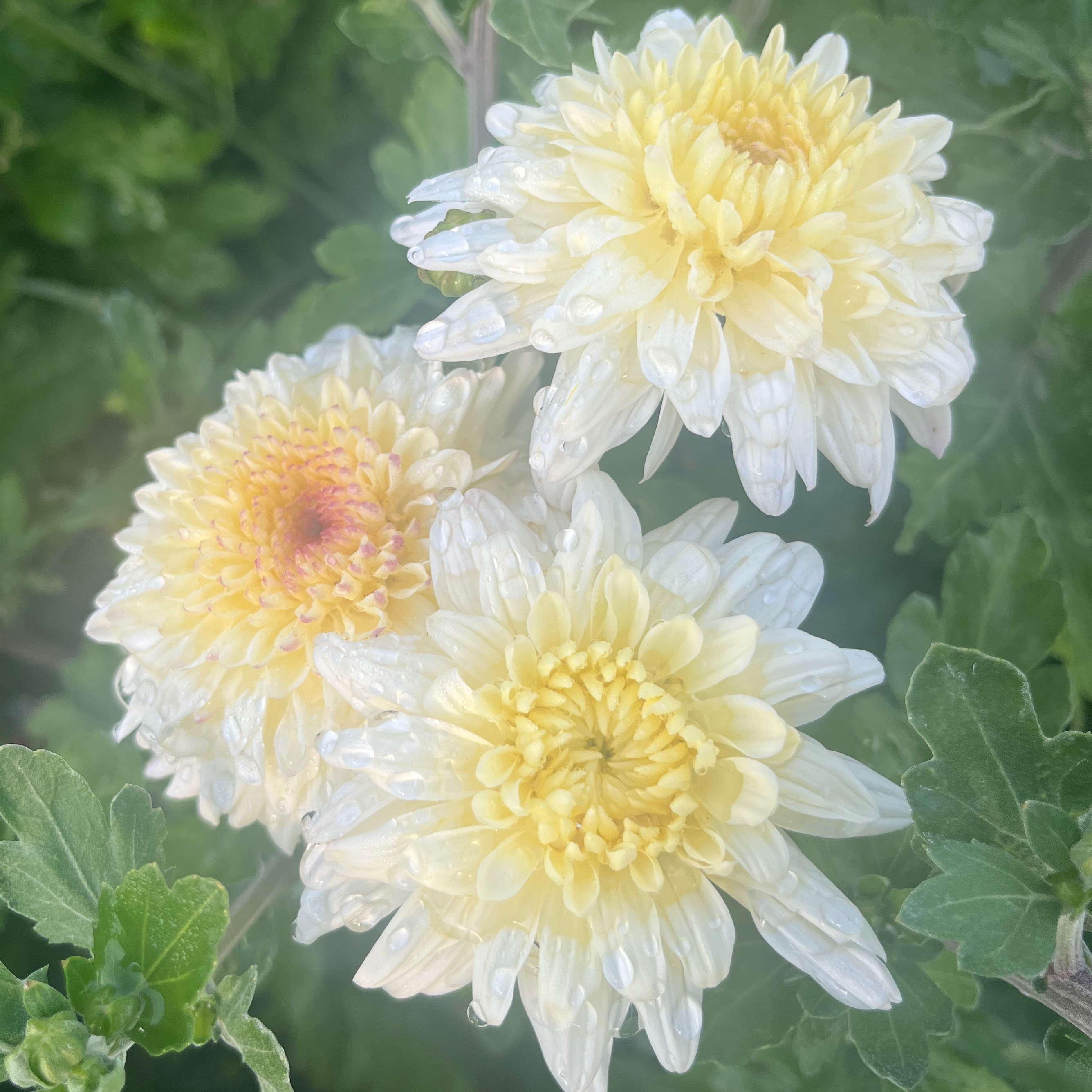 CHRYSANTHEME moyen mix