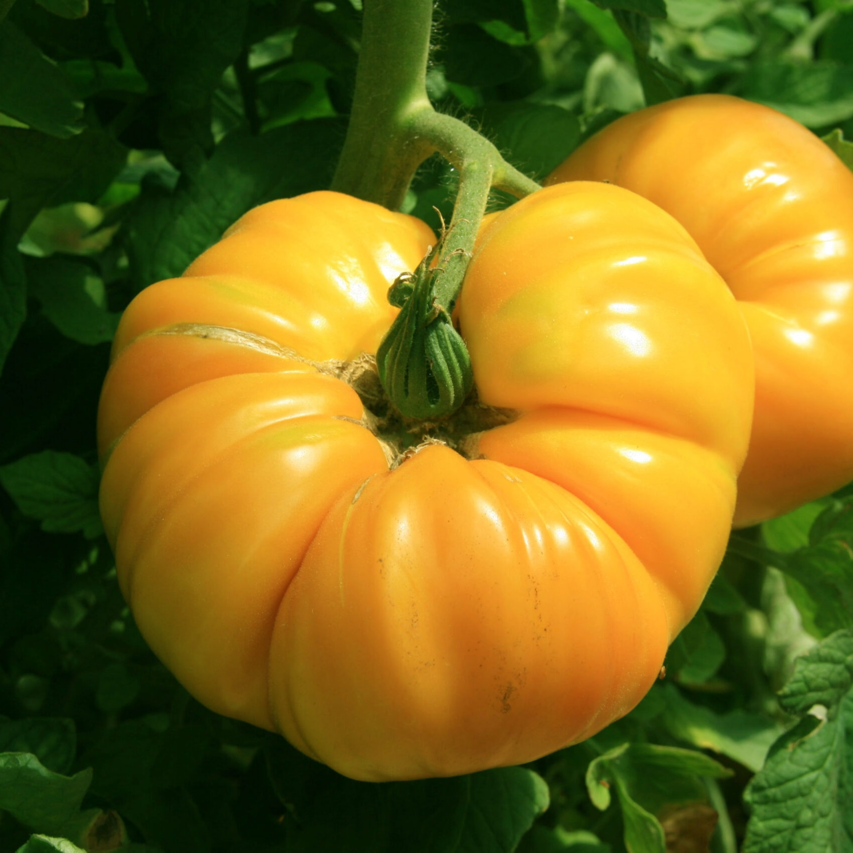 Tomate Ancienne Ananas (population) - 500g