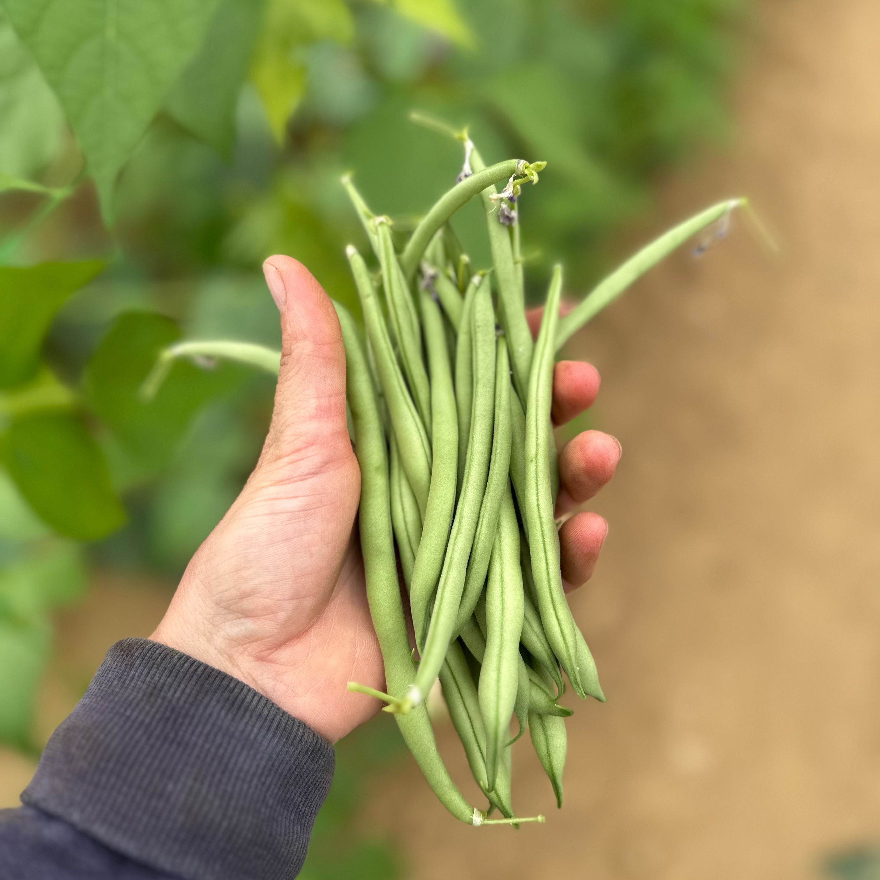 Haricot vert