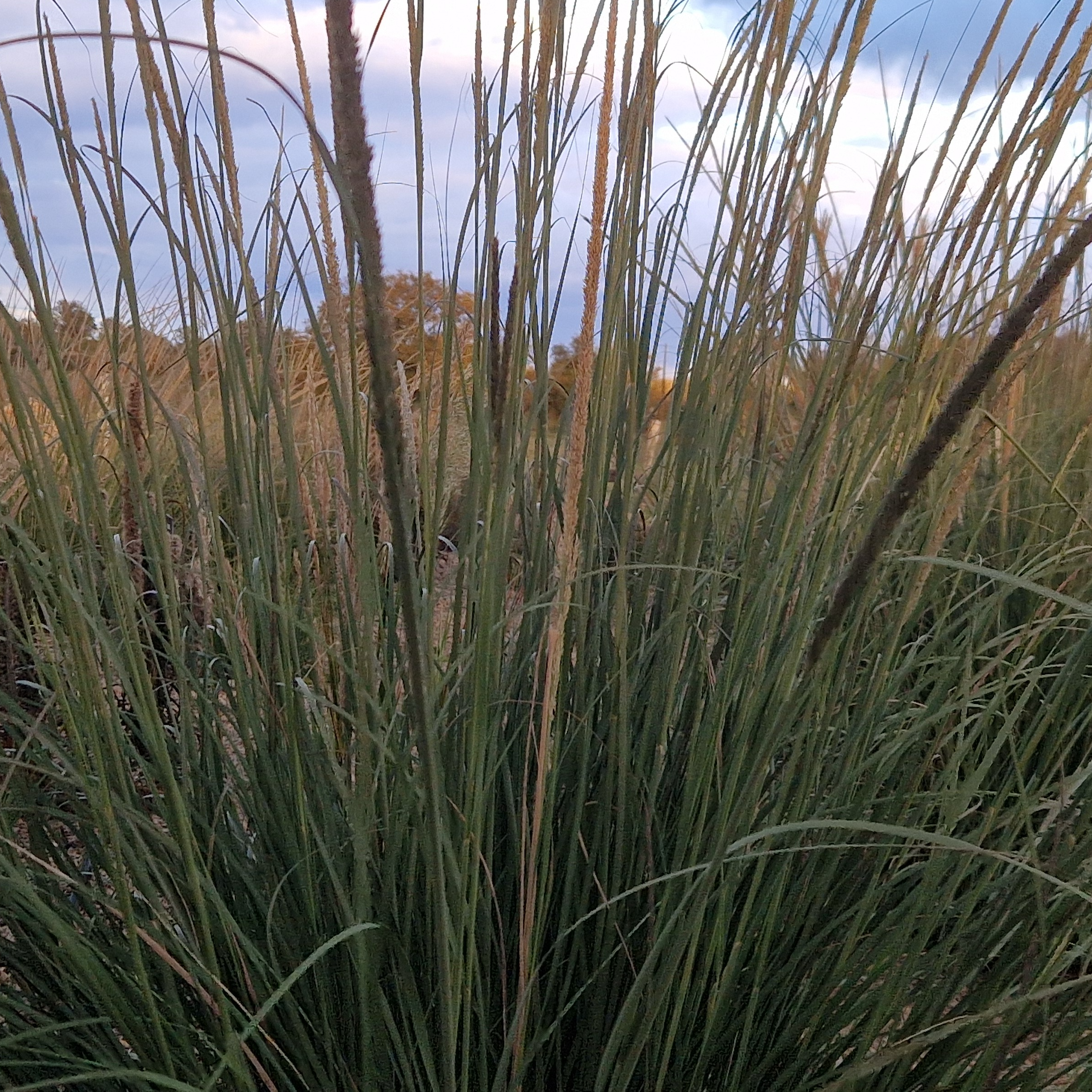 Muhlenbergia wrightii Elegans