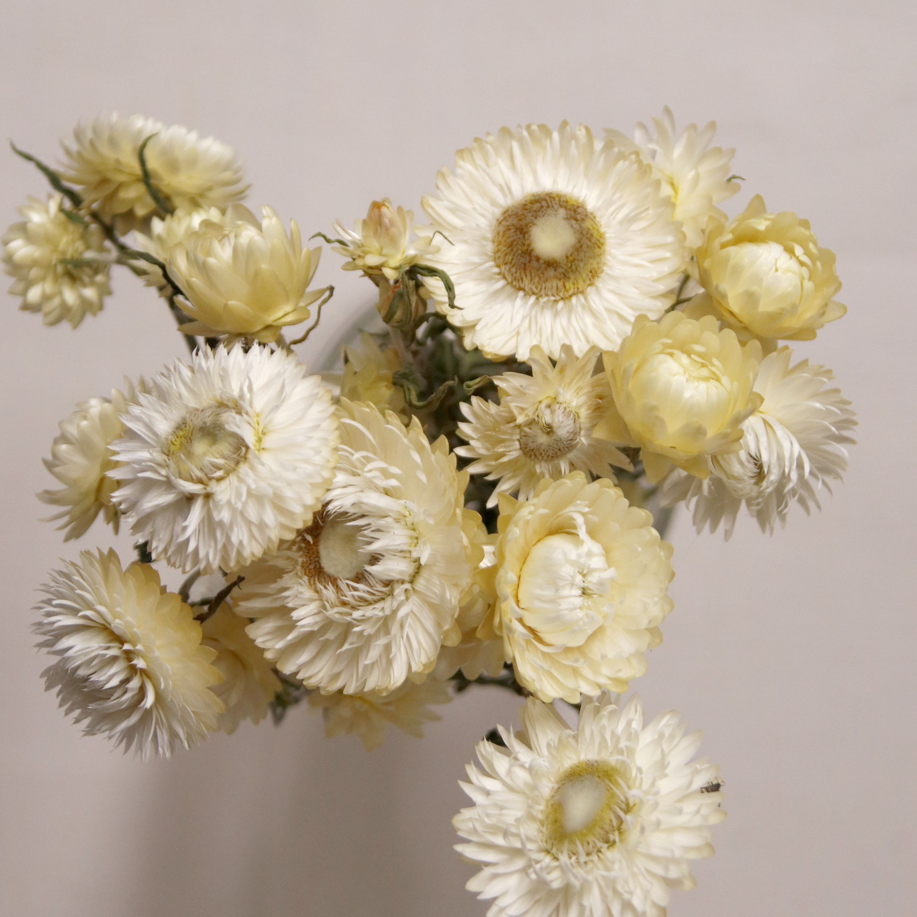 Immortelle blanche séchée