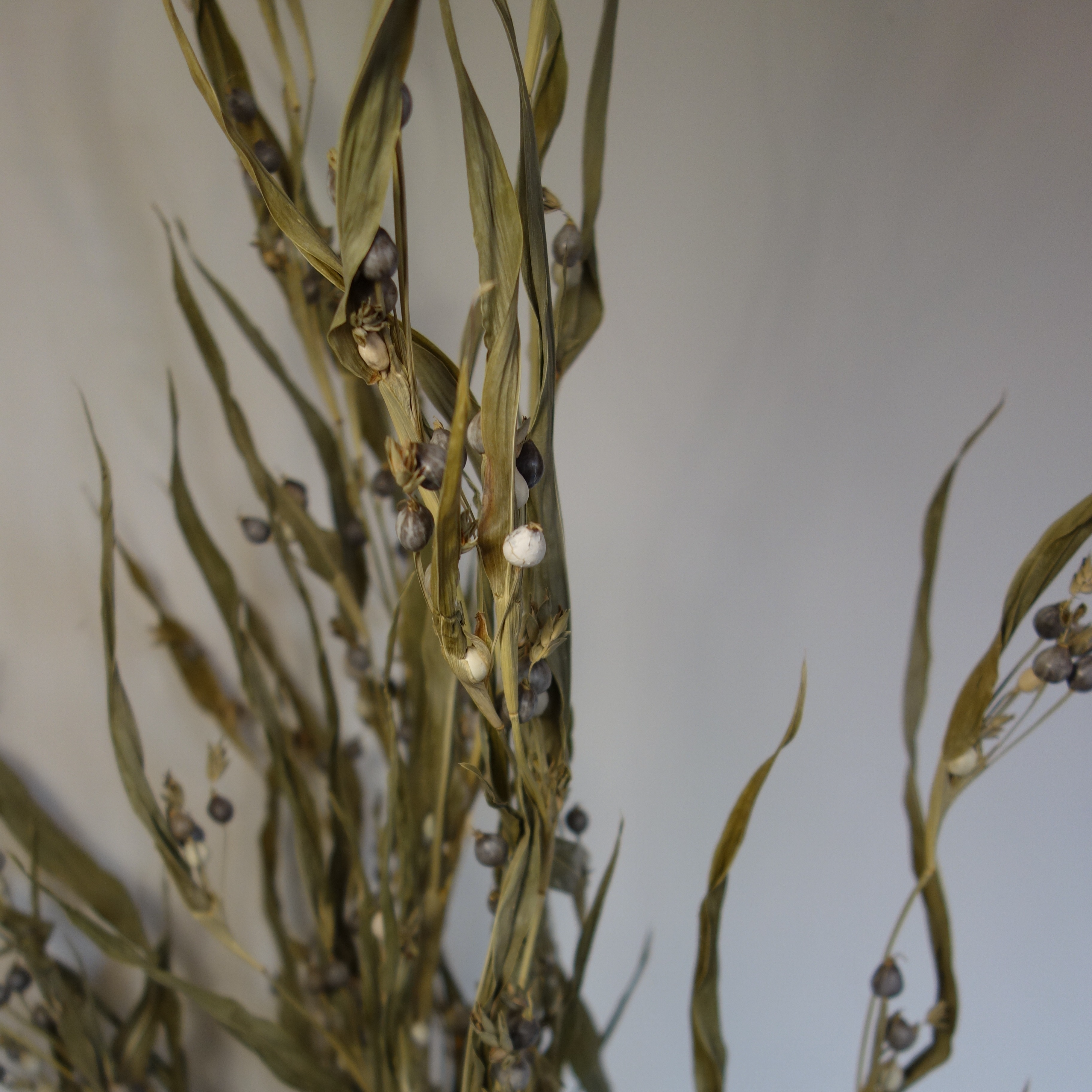 Larme de Job séchée