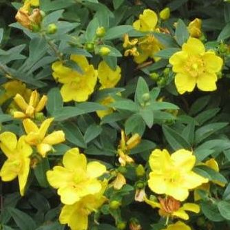 Millepertuis arbustif - Hypericum hidcoteense "Hidcote"