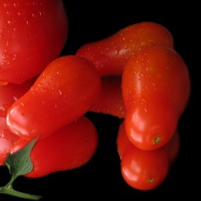 Tomate cerise poire rouge - godet 8 cm