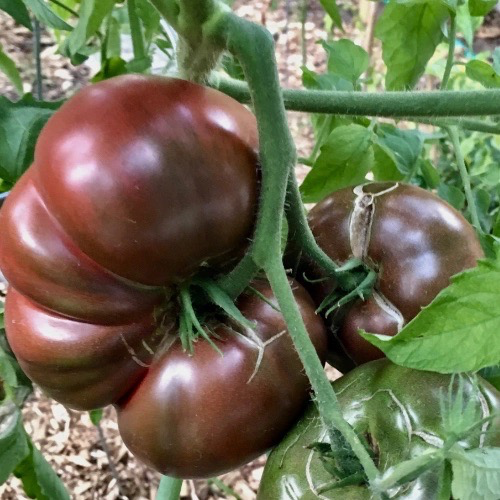 TOMATE Purple calabash Bio