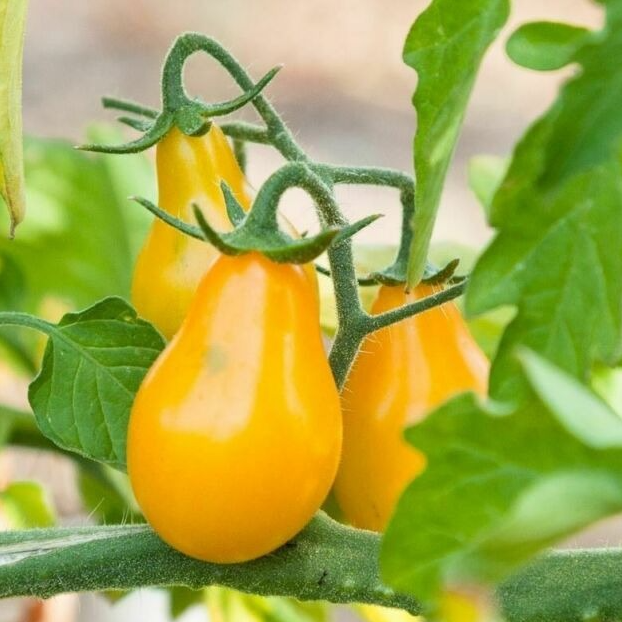 PLANT DE TOMATE CERISE Poire Jaune