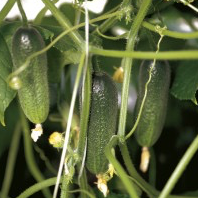 Plant Cornichon - 150g