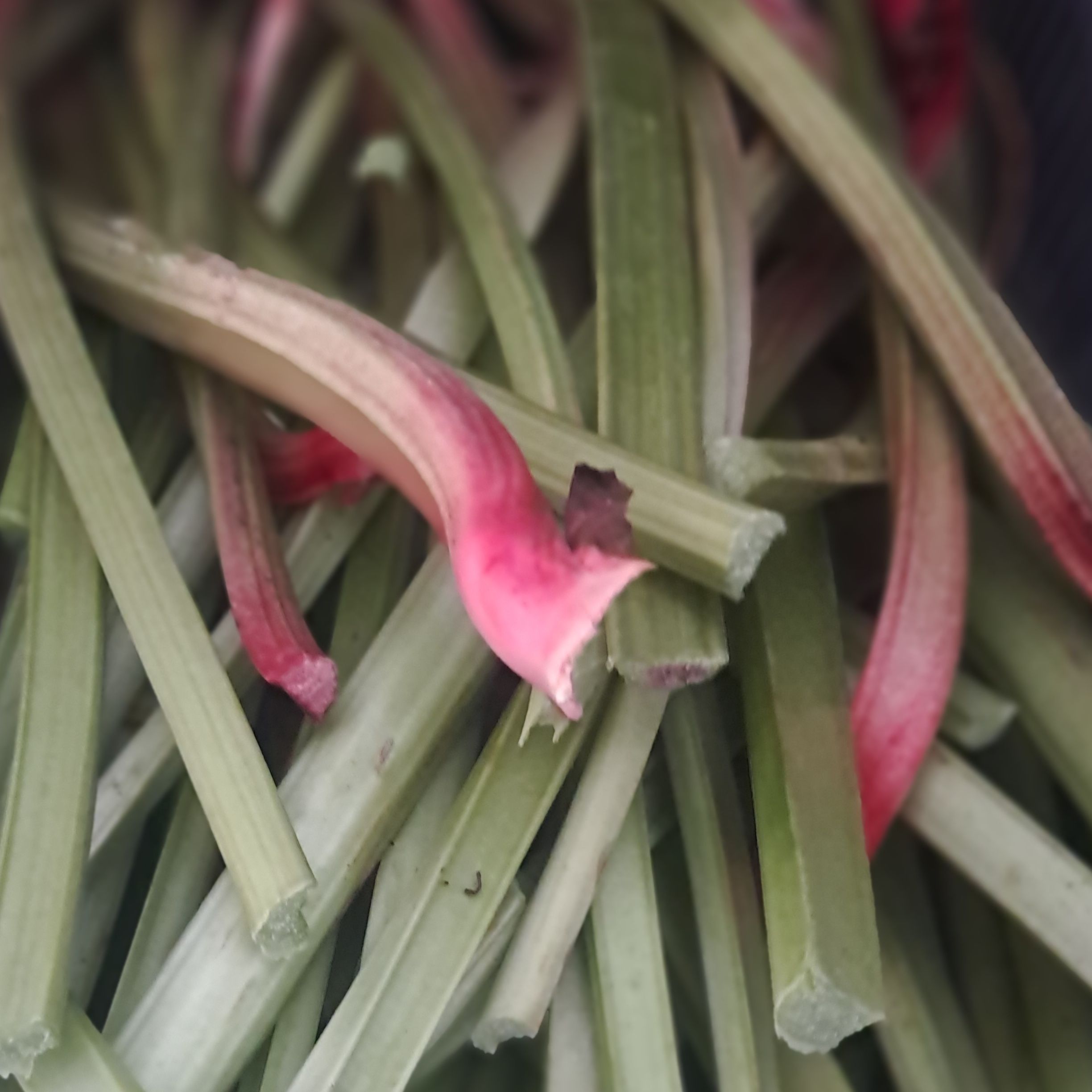 Rhubarbe