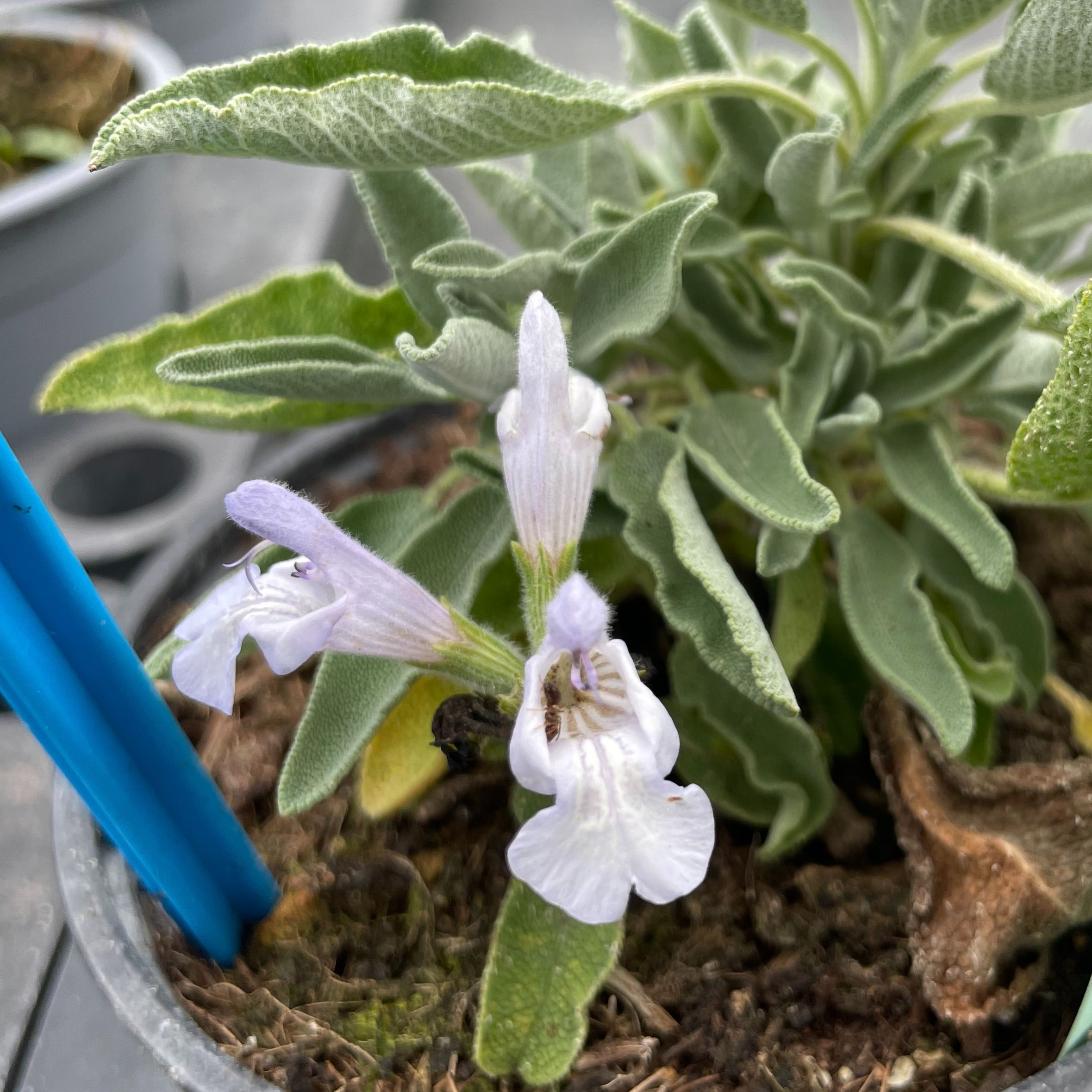 Salvia x officinalis 'Chateau Cathare'