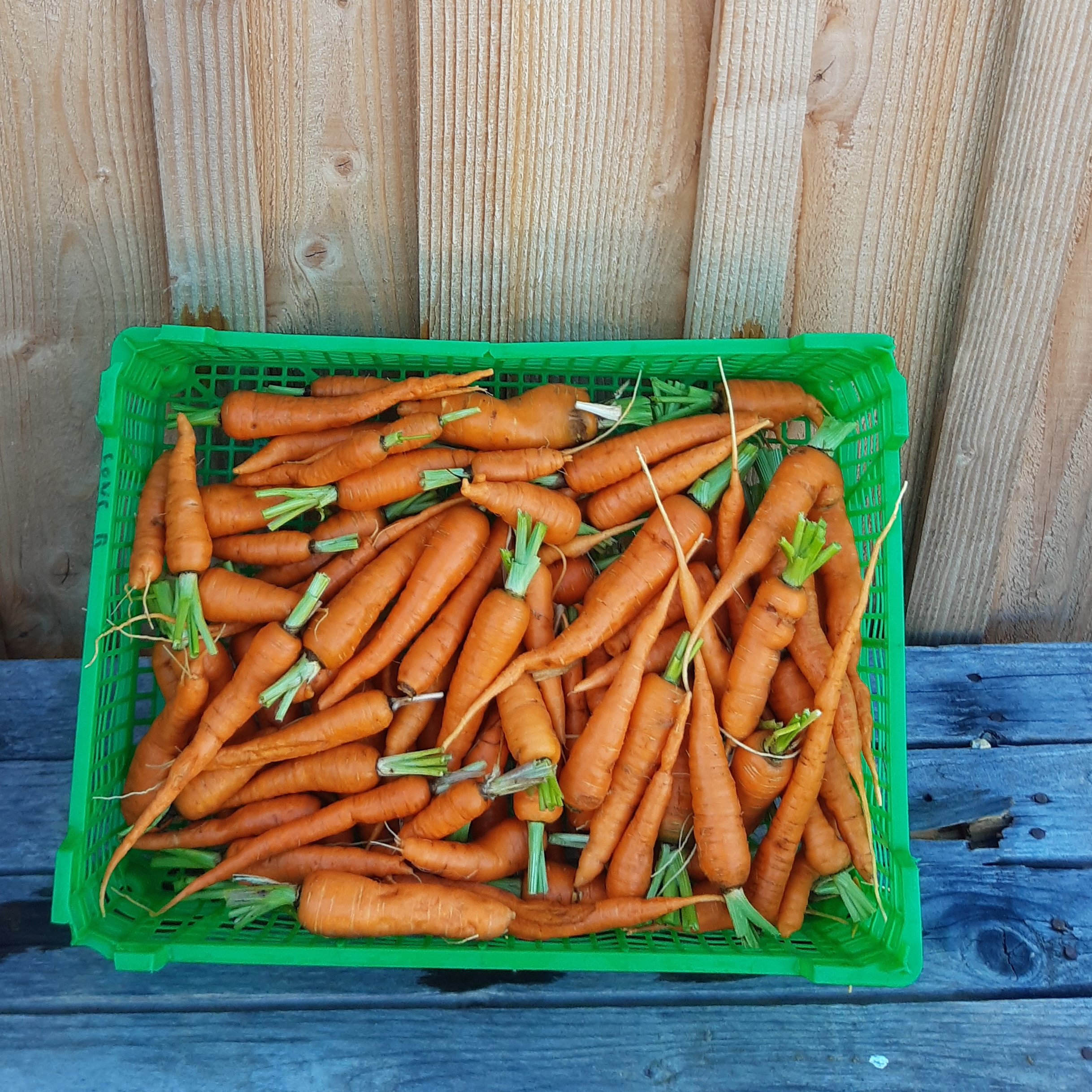 Carottes lavées en mélange (petites et moyennes) - 500g