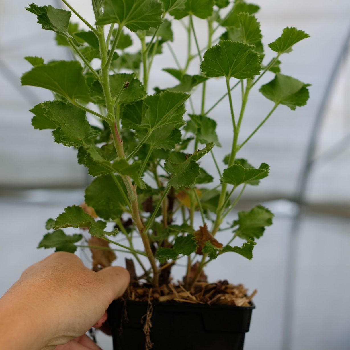 Géranium 'Cola'