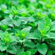 Menthe marocaine - Botte - 50g