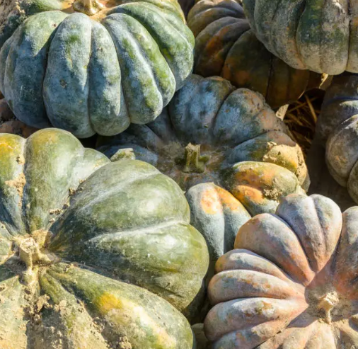 Musquée De Provence