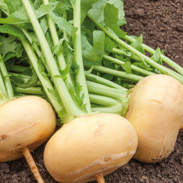 Navets jaunes - Botte - 0,5kg