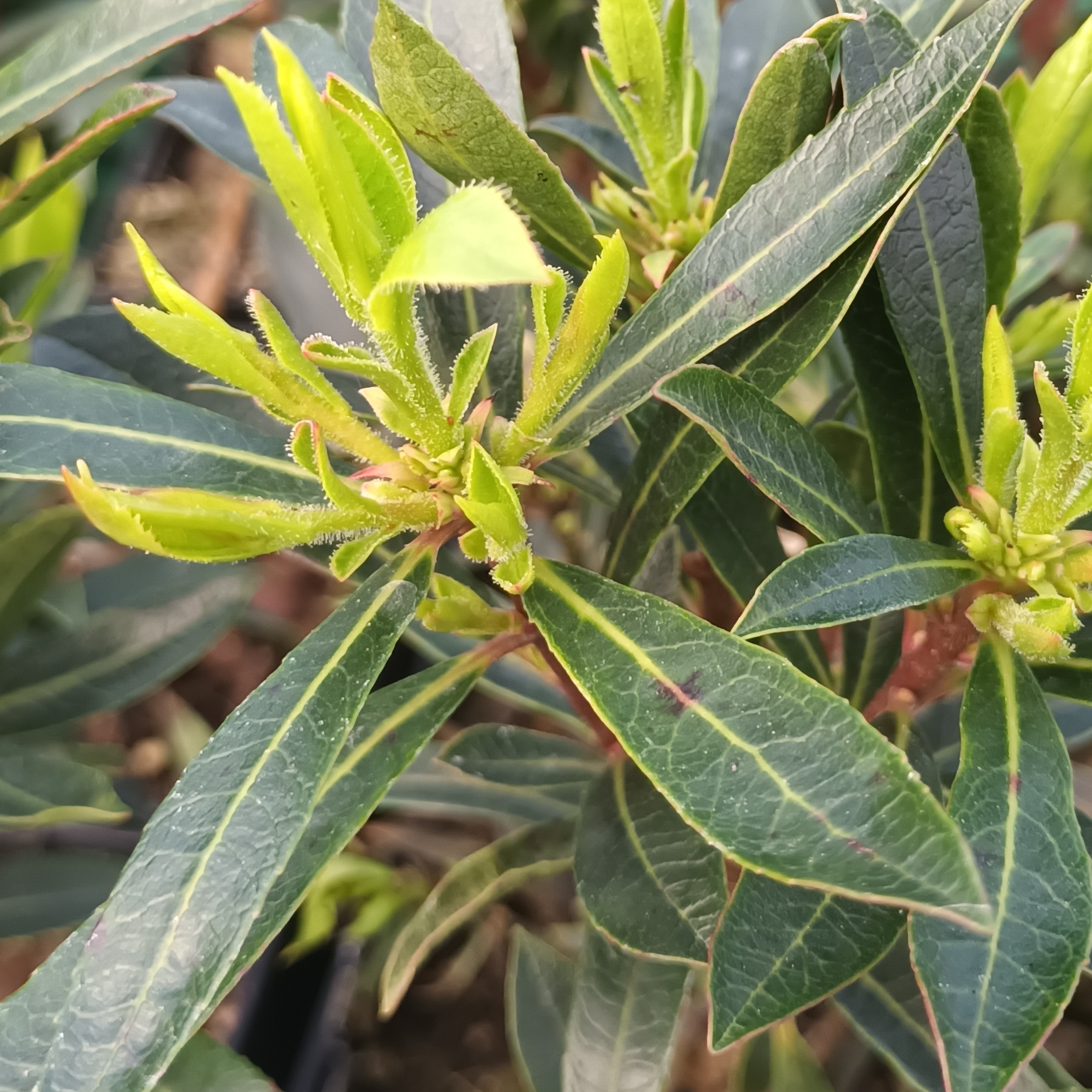 Arbousier nain, Arbutus unedo MERCURIUS Bocarm