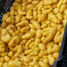 Pommes de terre nouvelle