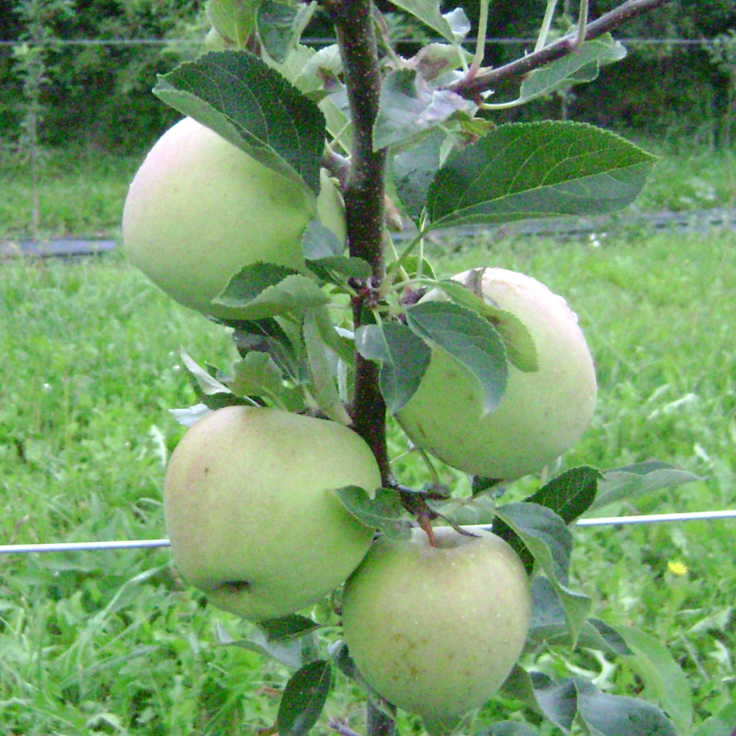 Pomme Gold Rush bio et demeter 13kg