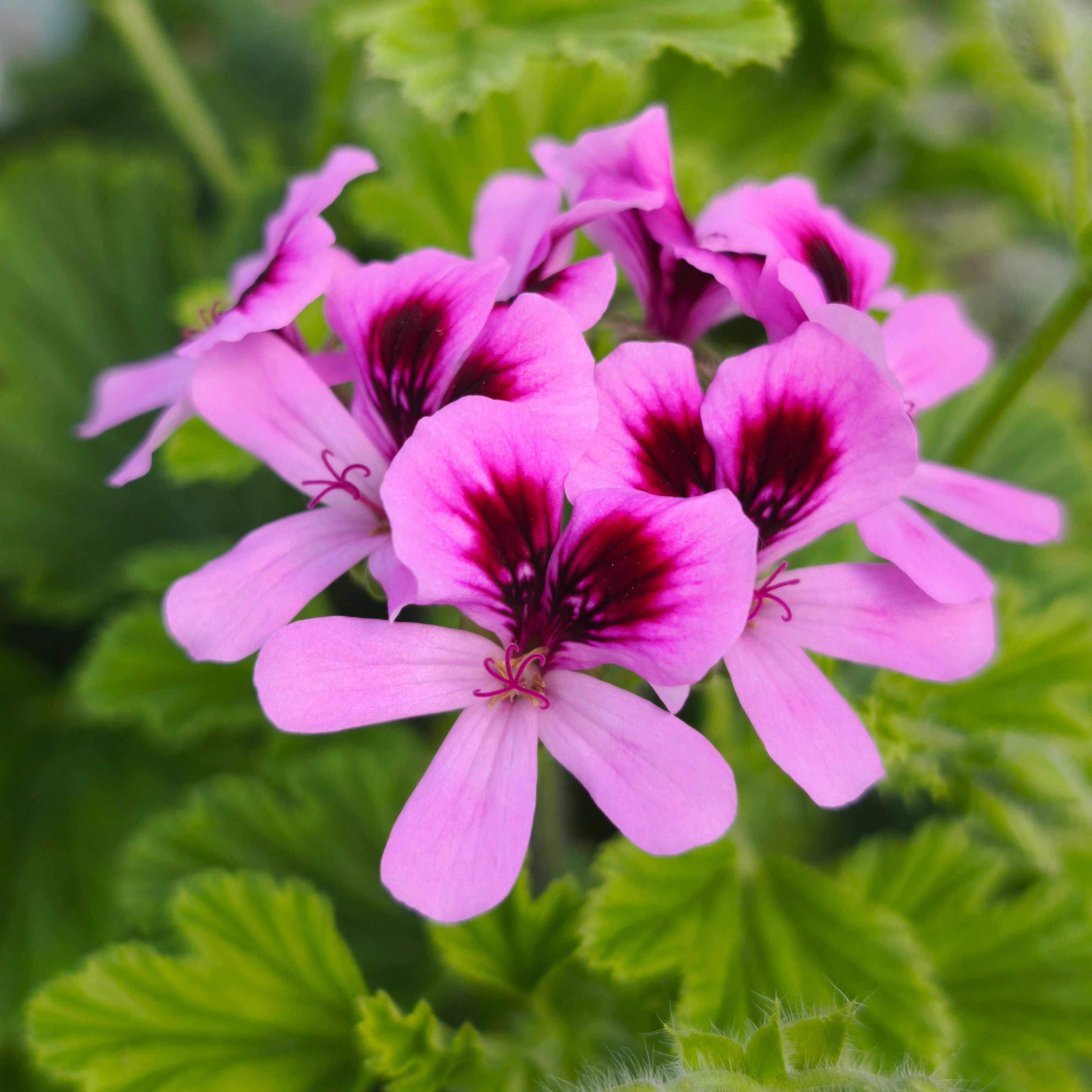 Géranium rosat