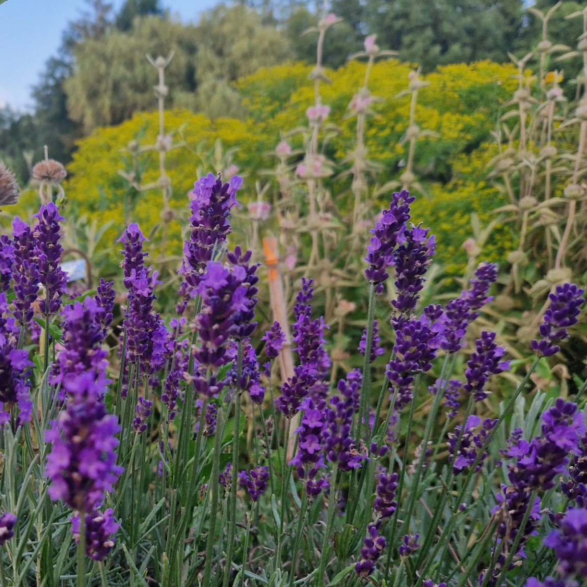 Lavandula angustifolia ‘Hidcote’
