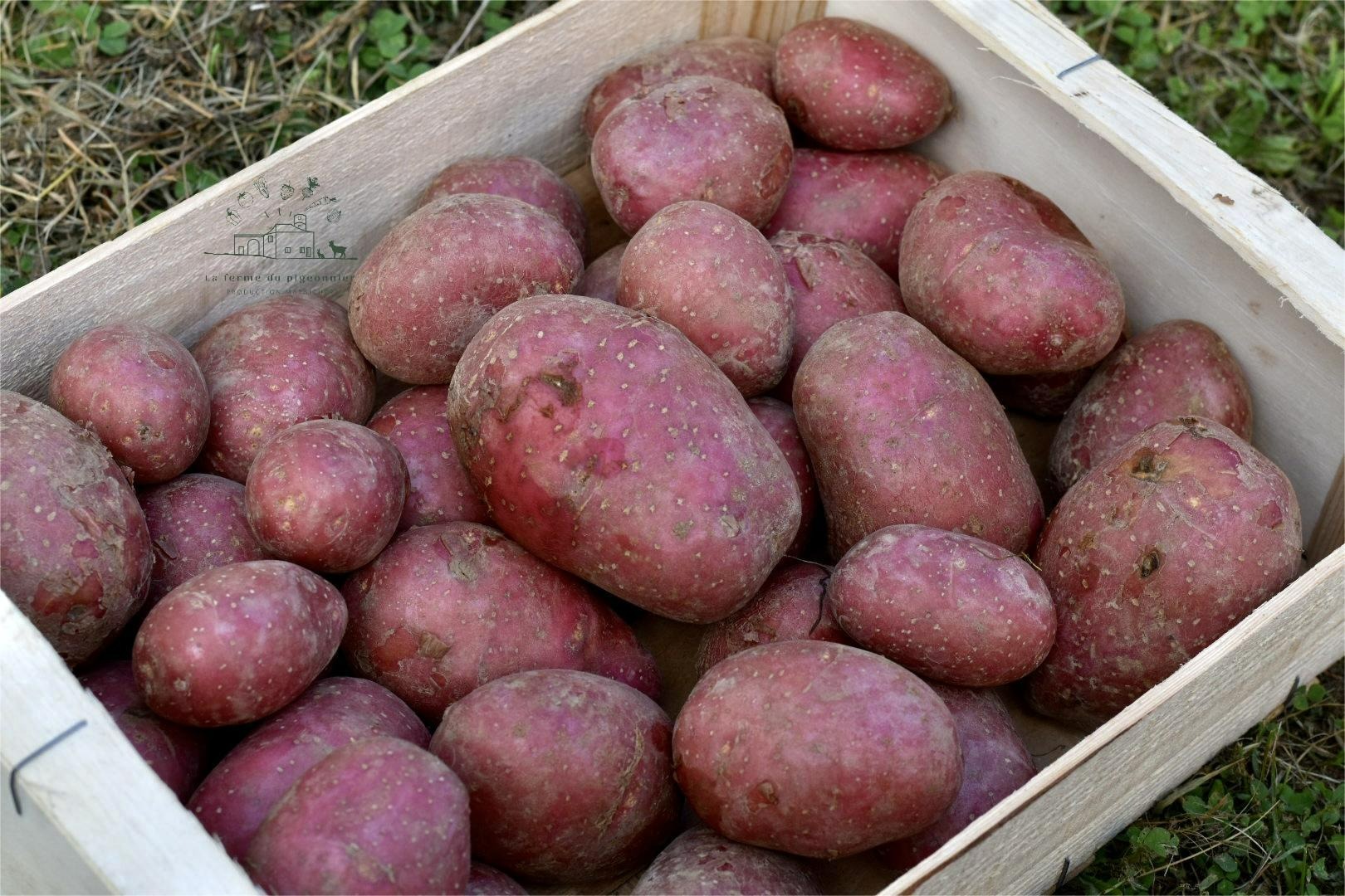 Pomme de terre alouette