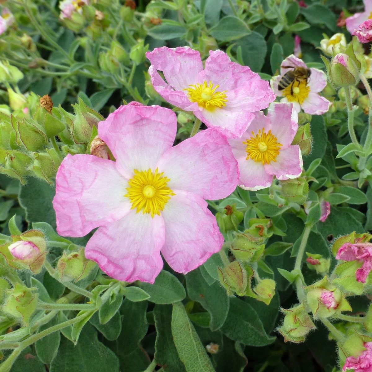 Ciste hybride (Cistus x lenis) 'Grayswood Pink' - 1l