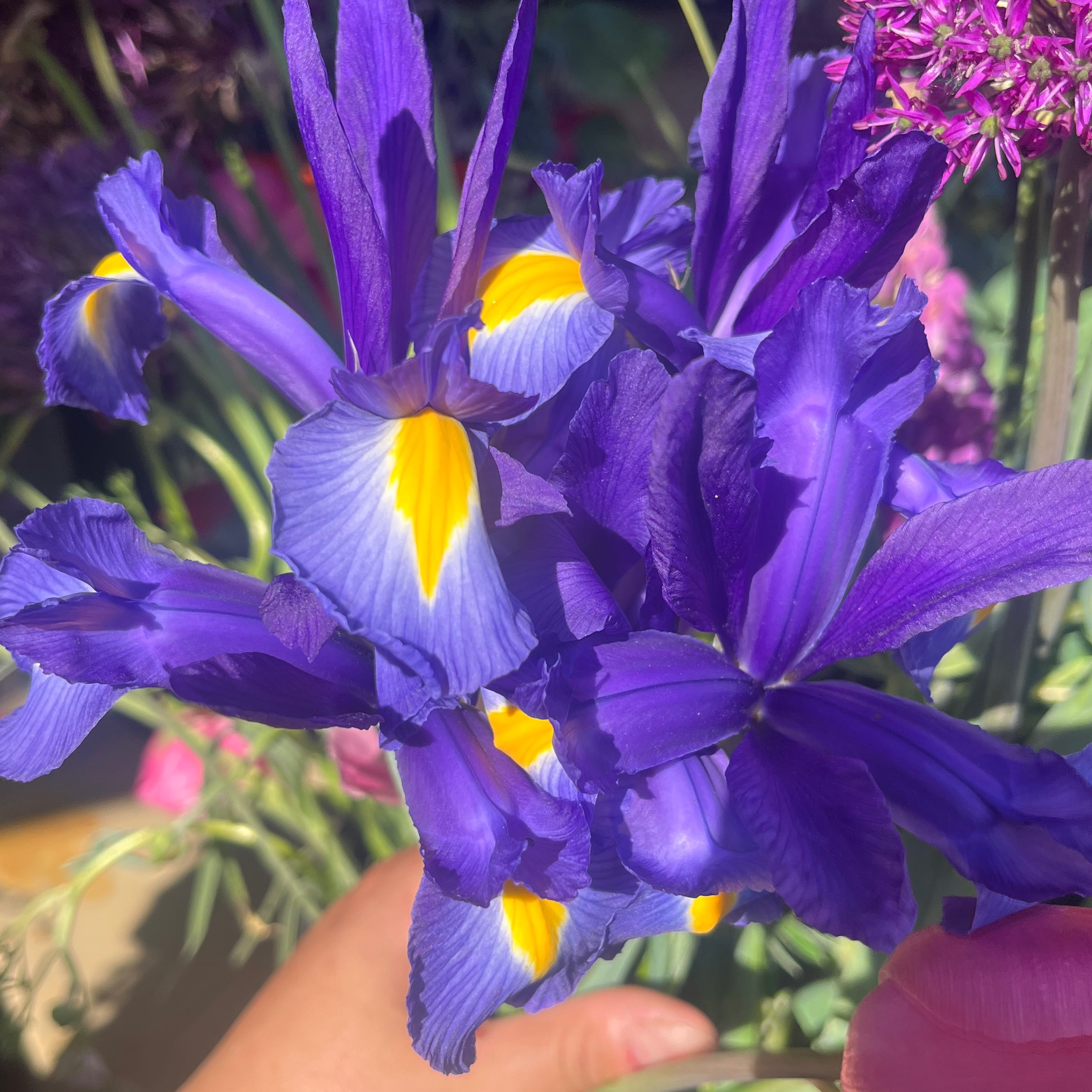 IRIS Hollandais classique