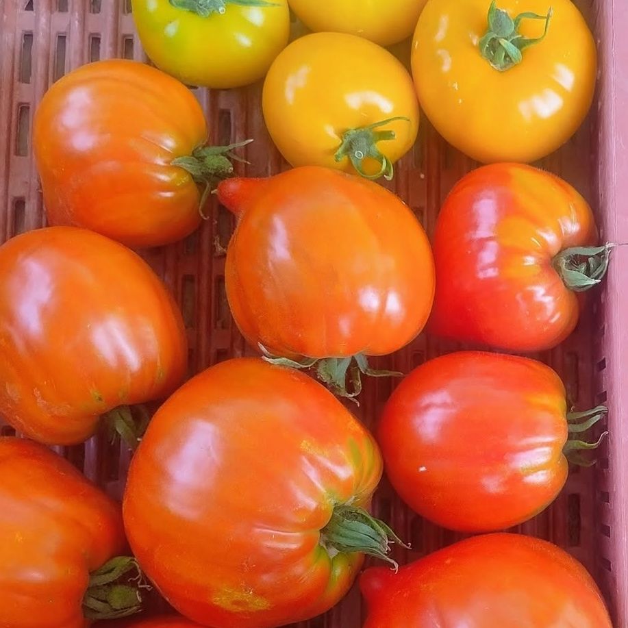 TOMATE (Téton de Vénus)