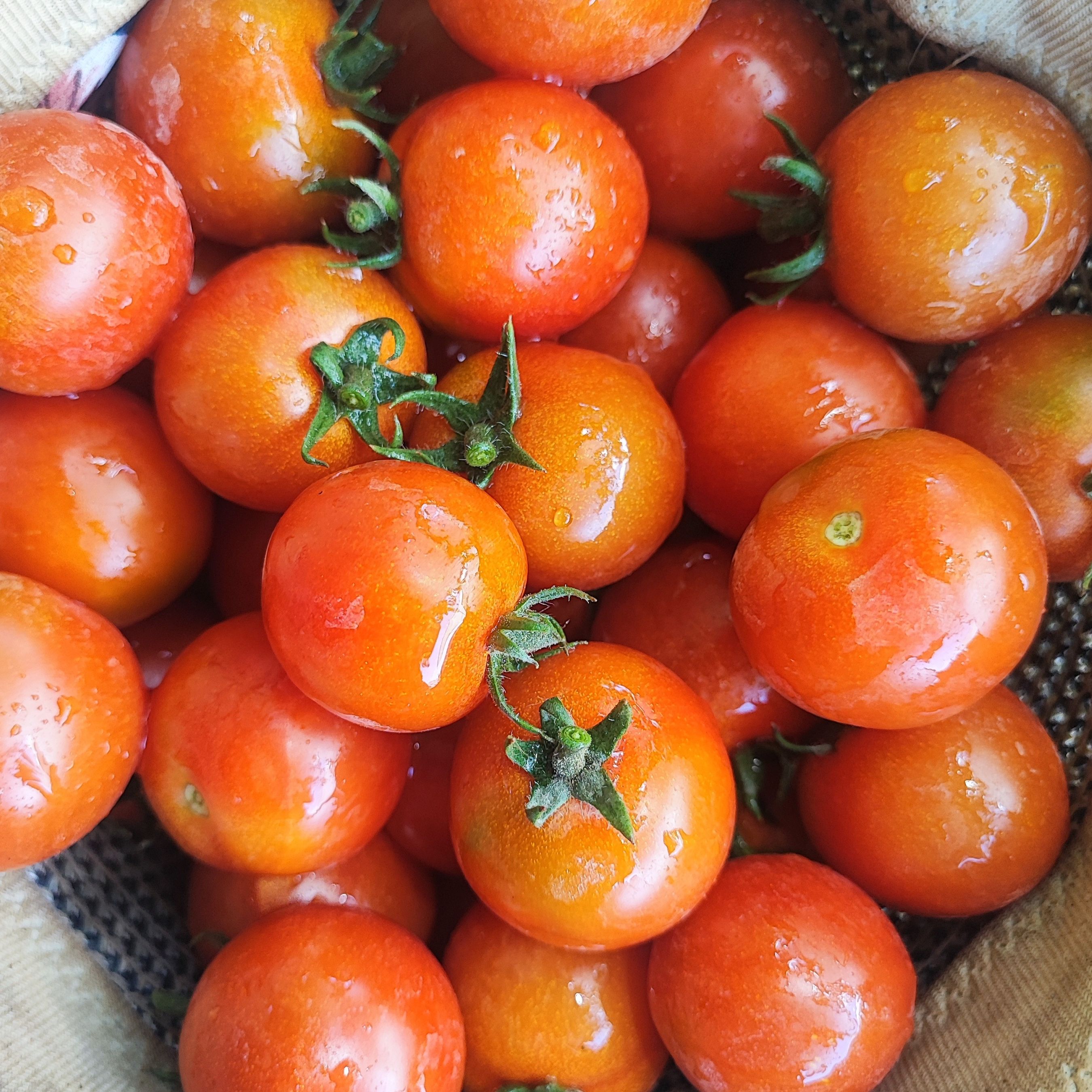 Tomates cerises rouges rondes