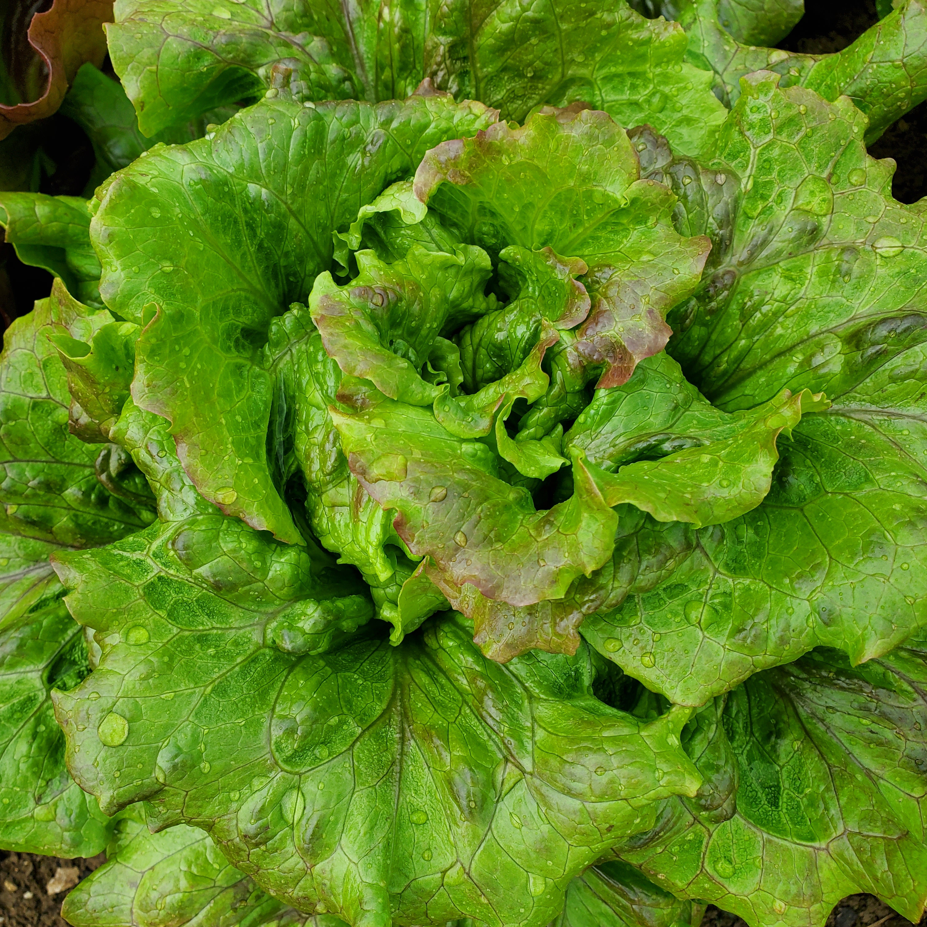 Salade Batavia Rouge