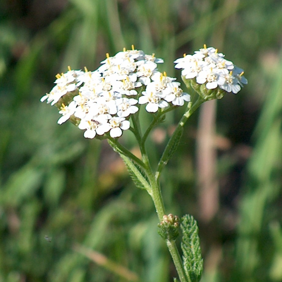 Achillée Noble Pot 9cm