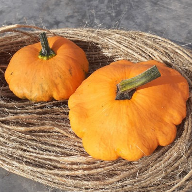 Plant De Patisson - 150g