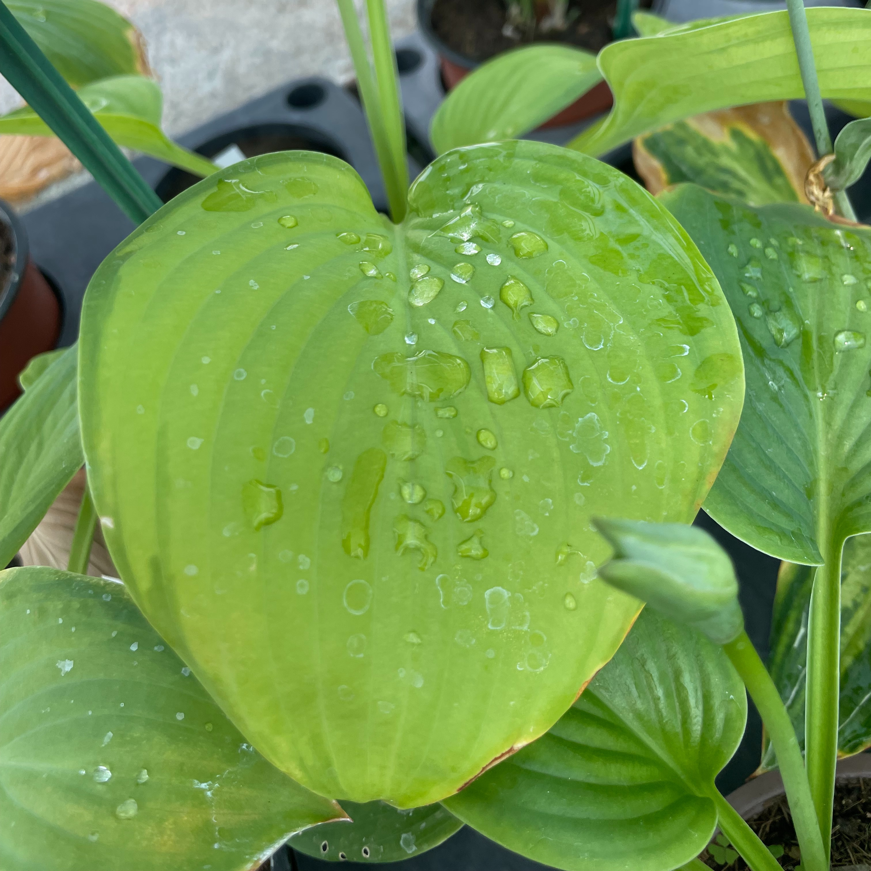 Hosta 'Guacamole'