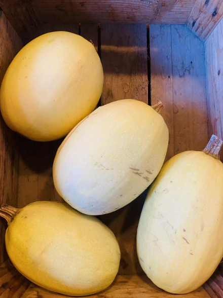 Courge Spaghetti - 1,3kg