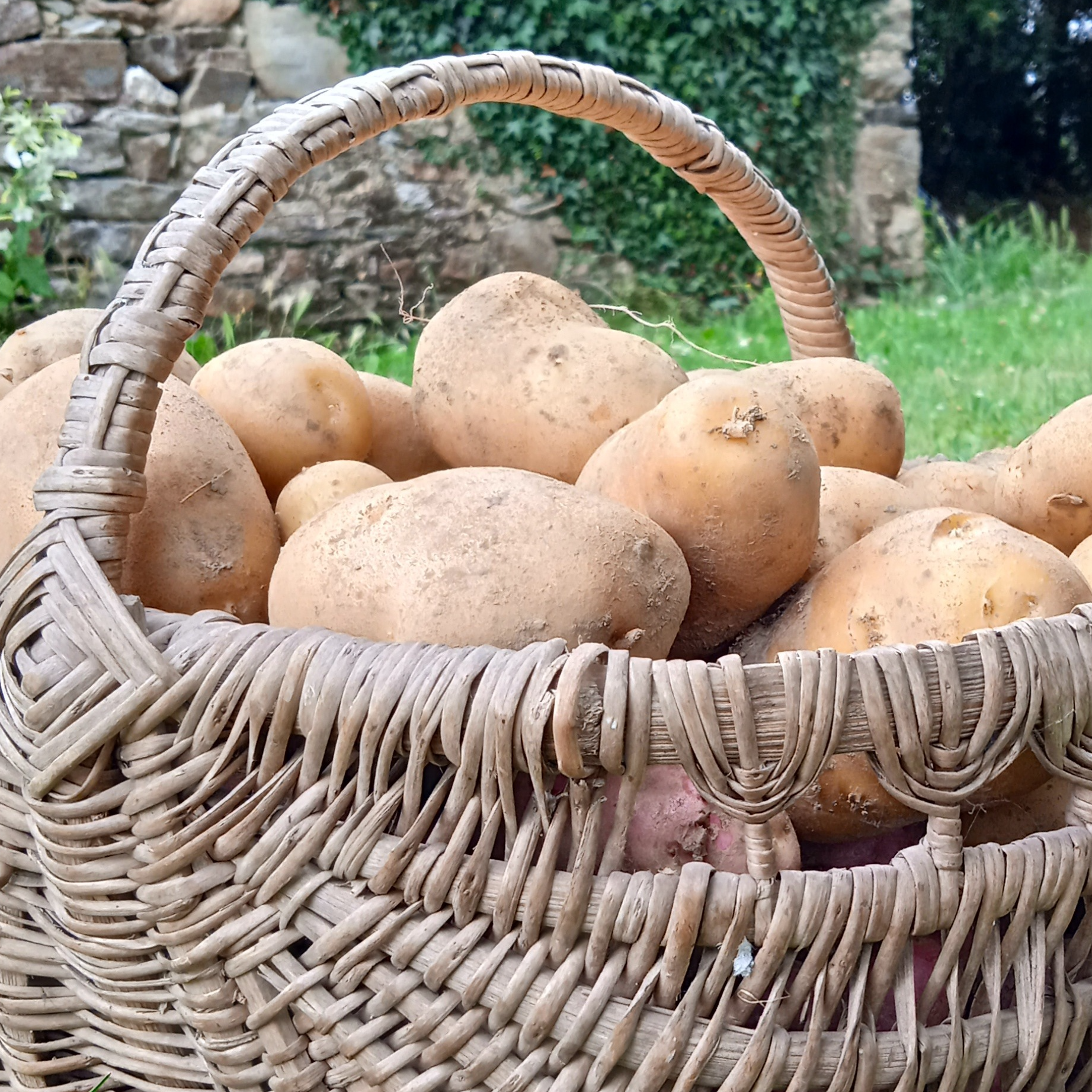 Pomme de terre Nouvelle