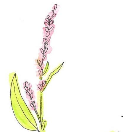 Renouee persicaire - 30ml