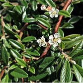 Cotoneaster à feuille de saule - pot 1L