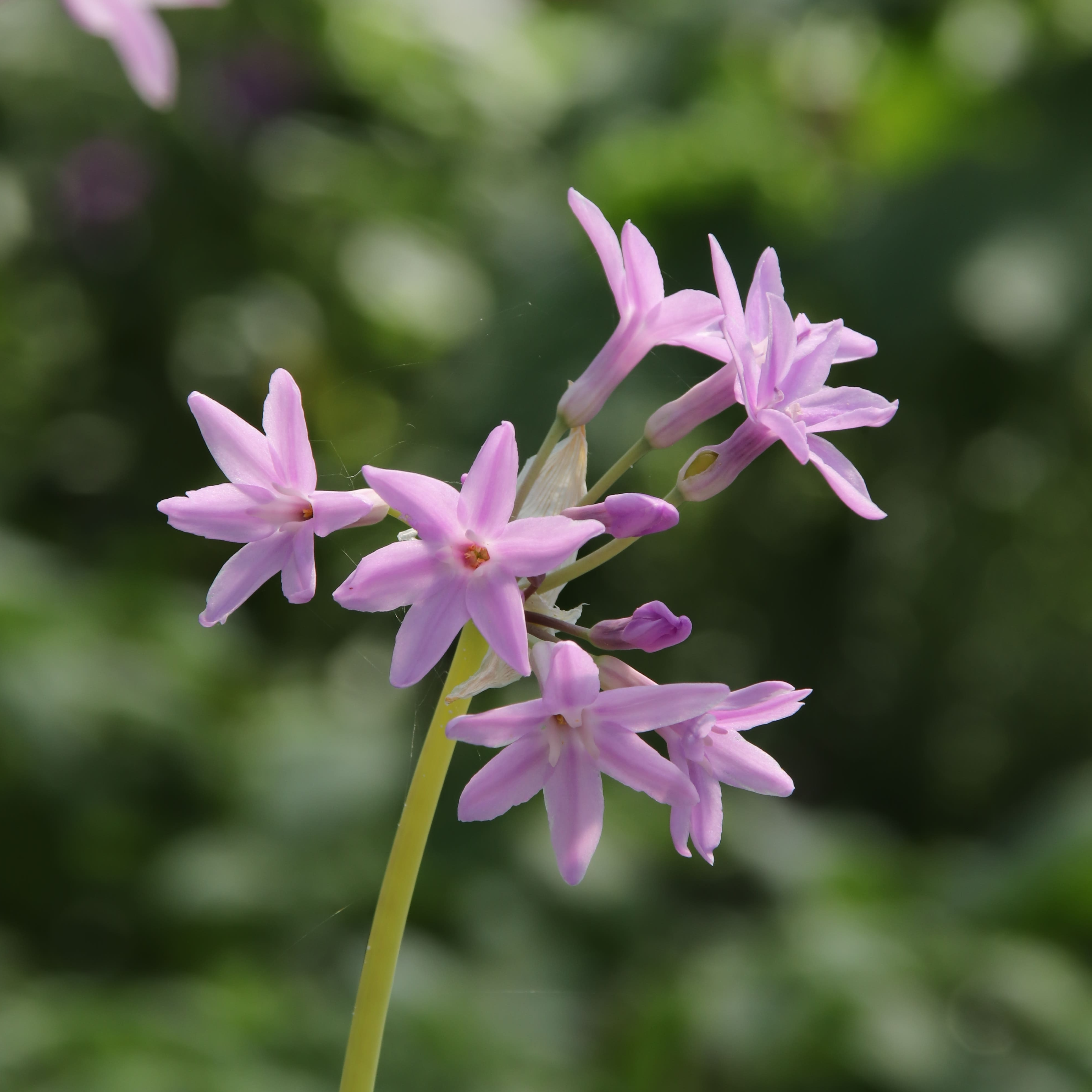 Tulbaghia