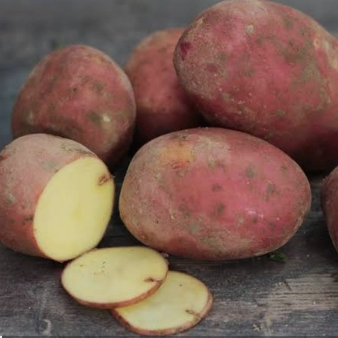 Pomme de terre "Désirée"